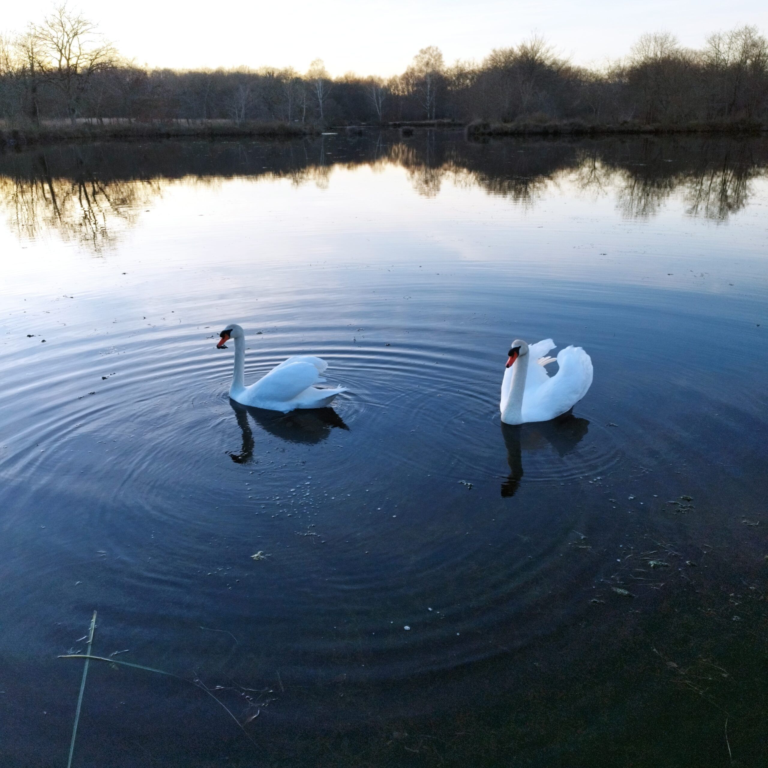 Cygnes tourbiere